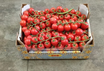 Foto Pomodoro Ciliegino Origine Italia Marchio Gentile 1